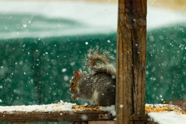 Karla kaplanmış tüylü gri bir sincap, hafif bir kar yağışı sırasında karla kaplı bir ahşap besleyicinin üzerinde tohumları kemiriyor. Kış vahşi yaşam sahnesi.