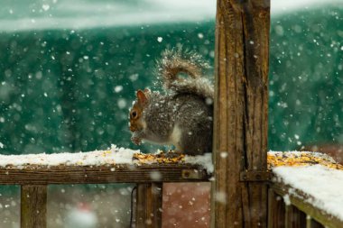 Karla kaplanmış tüylü gri bir sincap, hafif bir kar yağışı sırasında karla kaplı bir ahşap besleyicinin üzerinde tohumları kemiriyor. Kış vahşi yaşam sahnesi.