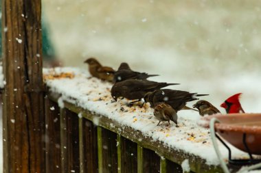 Aralarında canlı kırmızı bir kardinal 'in de bulunduğu birkaç küçük kuşun bulunduğu karlı bir sahne, bir kuş yemliğinin yanındaki karla kaplı bir korkulukta tünemiş ve besleniyordu. Kış yaban hayatı.