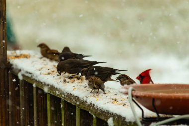 Aralarında canlı kırmızı bir kardinal 'in de bulunduğu birkaç küçük kuşun bulunduğu karlı bir sahne, bir kuş yemliğinin yanındaki karla kaplı bir korkulukta tünemiş ve besleniyordu. Kış yaban hayatı.