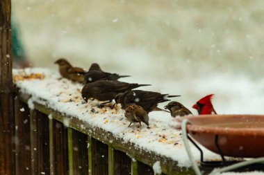 Aralarında canlı kırmızı bir kardinal 'in de bulunduğu birkaç küçük kuşun bulunduğu karlı bir sahne, bir kuş yemliğinin yanındaki karla kaplı bir korkulukta tünemiş ve besleniyordu. Kış yaban hayatı.
