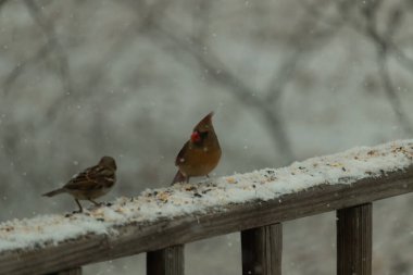 Dişi bir kardinal ve bir serçenin, tohumları gagalayan, karla kaplı ahşap bir tahtaya tünediği karlı bir sahne. Kış vahşi yaşamı, kuş gözlemciliği, doğa fotoğrafçılığı..