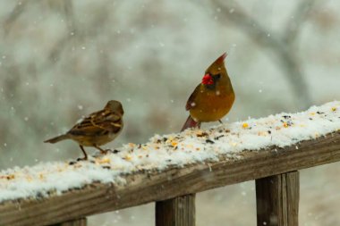 Dişi bir kardinal ve bir serçenin, tohumları gagalayan, karla kaplı ahşap bir tahtaya tünediği karlı bir sahne. Kış vahşi yaşamı, kuş gözlemciliği, doğa fotoğrafçılığı..