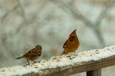 Dişi bir kardinal ve bir serçenin, tohumları gagalayan, karla kaplı ahşap bir tahtaya tünediği karlı bir sahne. Kış vahşi yaşamı, kuş gözlemciliği, doğa fotoğrafçılığı..