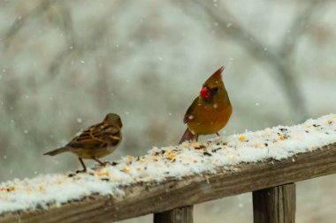 Dişi bir kardinal ve bir serçenin, tohumları gagalayan, karla kaplı ahşap bir tahtaya tünediği karlı bir sahne. Kış vahşi yaşamı, kuş gözlemciliği, doğa fotoğrafçılığı..
