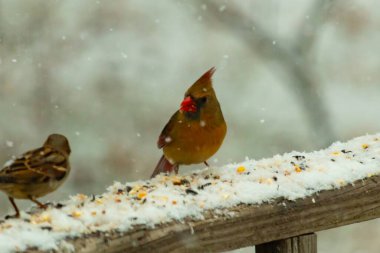 Dişi bir kardinal ve bir serçenin, tohumları gagalayan, karla kaplı ahşap bir tahtaya tünediği karlı bir sahne. Kış vahşi yaşamı, kuş gözlemciliği, doğa fotoğrafçılığı..