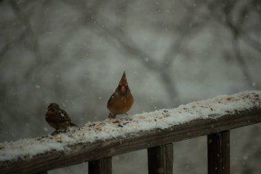 Dişi bir kardinal ve bir serçenin, tohumları gagalayan, karla kaplı ahşap bir tahtaya tünediği karlı bir sahne. Kış vahşi yaşamı, kuş gözlemciliği, doğa fotoğrafçılığı..
