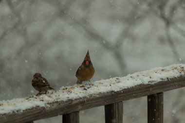 Dişi bir kardinal ve bir serçenin, tohumları gagalayan, karla kaplı ahşap bir tahtaya tünediği karlı bir sahne. Kış vahşi yaşamı, kuş gözlemciliği, doğa fotoğrafçılığı..