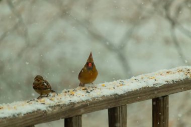 Dişi bir kardinal ve bir serçenin, tohumları gagalayan, karla kaplı ahşap bir tahtaya tünediği karlı bir sahne. Kış vahşi yaşamı, kuş gözlemciliği, doğa fotoğrafçılığı..