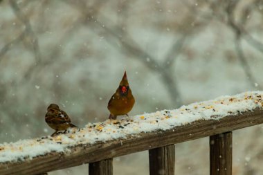 Dişi bir kardinal ve bir serçenin, tohumları gagalayan, karla kaplı ahşap bir tahtaya tünediği karlı bir sahne. Kış vahşi yaşamı, kuş gözlemciliği, doğa fotoğrafçılığı..