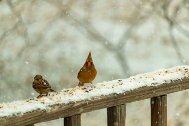 Dişi bir kardinal ve bir serçenin, tohumları gagalayan, karla kaplı ahşap bir tahtaya tünediği karlı bir sahne. Kış vahşi yaşamı, kuş gözlemciliği, doğa fotoğrafçılığı..