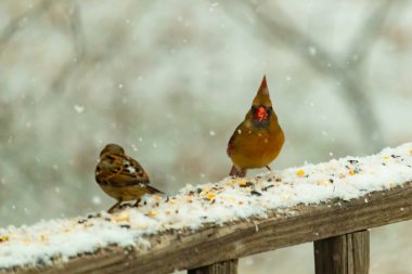 Dişi bir kardinal ve bir serçenin, tohumları gagalayan, karla kaplı ahşap bir tahtaya tünediği karlı bir sahne. Kış vahşi yaşamı, kuş gözlemciliği, doğa fotoğrafçılığı..