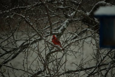 Karlı dalların arasına tünemiş canlı kırmızı bir kardinal. Kış arkaplanına karşı bir tutam renk. Doğa, vahşi yaşam, kuş izleme, mevsimlik güzellik..