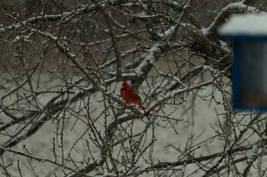 Karlı dalların arasına tünemiş canlı kırmızı bir kardinal. Kış arkaplanına karşı bir tutam renk. Doğa, vahşi yaşam, kuş izleme, mevsimlik güzellik..