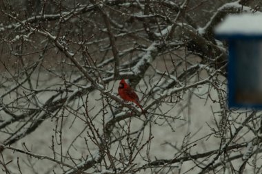 Karlı dalların arasına tünemiş canlı kırmızı bir kardinal. Kış arkaplanına karşı bir tutam renk. Doğa, vahşi yaşam, kuş izleme, mevsimlik güzellik..