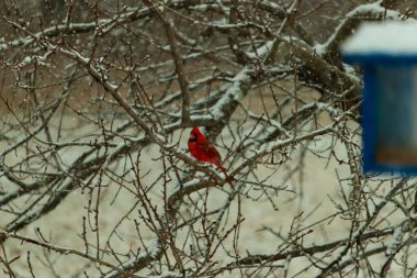 Karlı dalların arasına tünemiş canlı kırmızı bir kardinal. Kış arkaplanına karşı bir tutam renk. Doğa, vahşi yaşam, kuş izleme, mevsimlik güzellik..