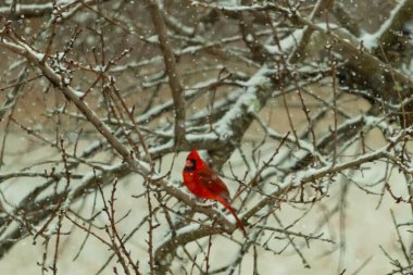Karlı dalların arasına tünemiş canlı kırmızı bir kardinal. Kış arkaplanına karşı bir tutam renk. Doğa, vahşi yaşam, kuş izleme, mevsimlik güzellik..