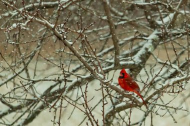 Karlı dalların arasına tünemiş canlı kırmızı bir kardinal. Kış arkaplanına karşı bir tutam renk. Doğa, vahşi yaşam, kuş izleme, mevsimlik güzellik..