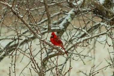 Karlı dalların arasına tünemiş canlı kırmızı bir kardinal. Kış arkaplanına karşı bir tutam renk. Doğa, vahşi yaşam, kuş izleme, mevsimlik güzellik..