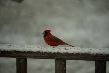 Kızıl bir kardinal kar tozlu tahta korkuluklara tünemiş, sola dönük. Canlı tüyleri, yağan karın yumuşak ve bulanık arka planına karşı duruyor. Kış vahşi yaşam sahnesi.