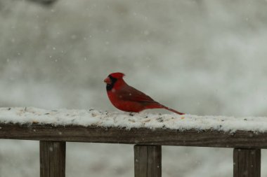 Kızıl bir kardinal kar tozlu tahta korkuluklara tünemiş, sola dönük. Canlı tüyleri, yağan karın yumuşak ve bulanık arka planına karşı duruyor. Kış vahşi yaşam sahnesi.