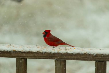 Kızıl bir kardinal kar tozlu tahta korkuluklara tünemiş, sola dönük. Canlı tüyleri, yağan karın yumuşak ve bulanık arka planına karşı duruyor. Kış vahşi yaşam sahnesi.
