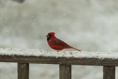 Kızıl bir kardinal kar tozlu tahta korkuluklara tünemiş, sola dönük. Canlı tüyleri, yağan karın yumuşak ve bulanık arka planına karşı duruyor. Kış vahşi yaşam sahnesi.