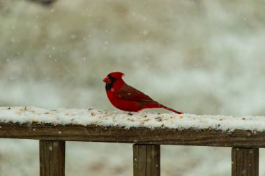 Kızıl bir kardinal kar tozlu tahta korkuluklara tünemiş, sola dönük. Canlı tüyleri, yağan karın yumuşak ve bulanık arka planına karşı duruyor. Kış vahşi yaşam sahnesi.