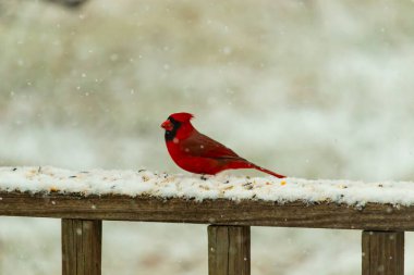 Kızıl bir kardinal kar tozlu tahta korkuluklara tünemiş, sola dönük. Canlı tüyleri, yağan karın yumuşak ve bulanık arka planına karşı duruyor. Kış vahşi yaşam sahnesi.