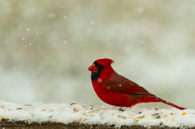 Kızıl bir kardinal kar tozlu tahta korkuluklara tünemiş, sola dönük. Canlı tüyleri, yağan karın yumuşak ve bulanık arka planına karşı duruyor. Kış vahşi yaşam sahnesi.