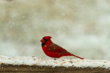 Kızıl bir kardinal kar tozlu tahta korkuluklara tünemiş, sola dönük. Canlı tüyleri, yağan karın yumuşak ve bulanık arka planına karşı duruyor. Kış vahşi yaşam sahnesi.