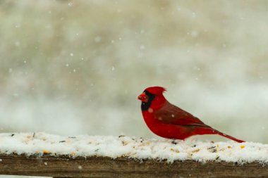 Kızıl bir kardinal kar tozlu tahta korkuluklara tünemiş, sola dönük. Canlı tüyleri, yağan karın yumuşak ve bulanık arka planına karşı duruyor. Kış vahşi yaşam sahnesi.