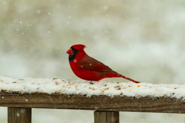 Kızıl bir kardinal kar tozlu tahta korkuluklara tünemiş, sola dönük. Canlı tüyleri, yağan karın yumuşak ve bulanık arka planına karşı duruyor. Kış vahşi yaşam sahnesi.