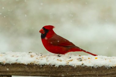 Kızıl bir kardinal kar tozlu tahta korkuluklara tünemiş, sola dönük. Canlı tüyleri, yağan karın yumuşak ve bulanık arka planına karşı duruyor. Kış vahşi yaşam sahnesi.