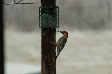 Kırmızı göbekli bir ağaçkakan, karla benekli bir tahta direğe tutunur ve bir süet besleyiciden beslenir. Kış yaban hayatı, kuş gözlemciliği, doğa, mevsimsel güzellik.