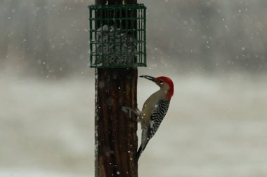 Kırmızı göbekli bir ağaçkakan, karla benekli bir tahta direğe tutunur ve bir süet besleyiciden beslenir. Kış yaban hayatı, kuş gözlemciliği, doğa, mevsimsel güzellik.
