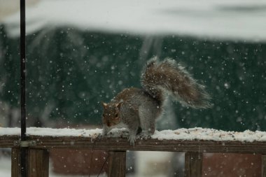 Sincap kar yağışı sırasında karla kaplı ahşap korkuluklara çömelir. Tüylü kuyruk bulanık, yeşil ve beyaz arka planda belirgin. Sincabın kürkü gri ve kahverengi renklerin karışımıyla detaylandırılmış..