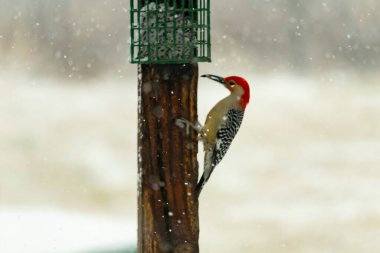 Kırmızı göbekli bir ağaçkakan, karla benekli bir tahta direğe tutunur ve bir süet besleyiciden beslenir. Kış yaban hayatı, kuş gözlemciliği, doğa, mevsimsel güzellik.