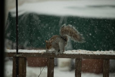 Sincap kar yağışı sırasında karla kaplı ahşap korkuluklara çömelir. Tüylü kuyruk bulanık, yeşil ve beyaz arka planda belirgin. Sincabın kürkü gri ve kahverengi renklerin karışımıyla detaylandırılmış..
