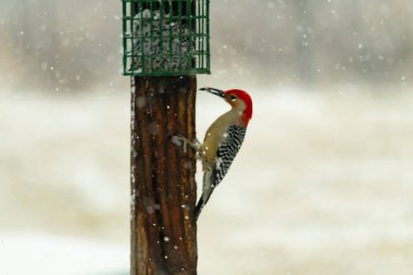 Kırmızı göbekli bir ağaçkakan, karla benekli bir tahta direğe tutunur ve bir süet besleyiciden beslenir. Kış yaban hayatı, kuş gözlemciliği, doğa, mevsimsel güzellik.