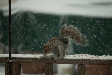 Sincap kar yağışı sırasında karla kaplı ahşap korkuluklara çömelir. Tüylü kuyruk bulanık, yeşil ve beyaz arka planda belirgin. Sincabın kürkü gri ve kahverengi renklerin karışımıyla detaylandırılmış..