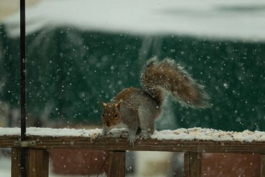 Sincap kar yağışı sırasında karla kaplı ahşap korkuluklara çömelir. Tüylü kuyruk bulanık, yeşil ve beyaz arka planda belirgin. Sincabın kürkü gri ve kahverengi renklerin karışımıyla detaylandırılmış..