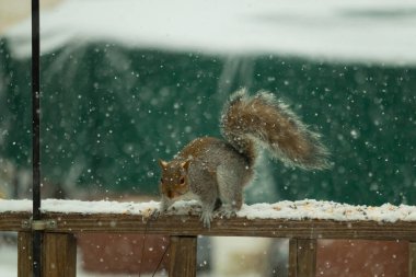 Sincap kar yağışı sırasında karla kaplı ahşap korkuluklara çömelir. Tüylü kuyruk bulanık, yeşil ve beyaz arka planda belirgin. Sincabın kürkü gri ve kahverengi renklerin karışımıyla detaylandırılmış..