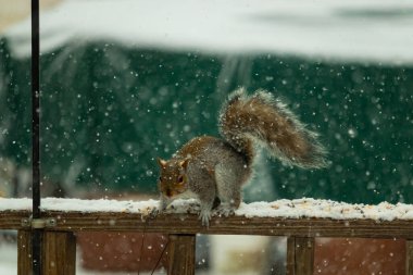 Sincap kar yağışı sırasında karla kaplı ahşap korkuluklara çömelir. Tüylü kuyruk bulanık, yeşil ve beyaz arka planda belirgin. Sincabın kürkü gri ve kahverengi renklerin karışımıyla detaylandırılmış..