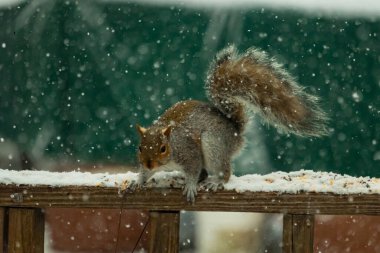 Sincap kar yağışı sırasında karla kaplı ahşap korkuluklara çömelir. Tüylü kuyruk bulanık, yeşil ve beyaz arka planda belirgin. Sincabın kürkü gri ve kahverengi renklerin karışımıyla detaylandırılmış..