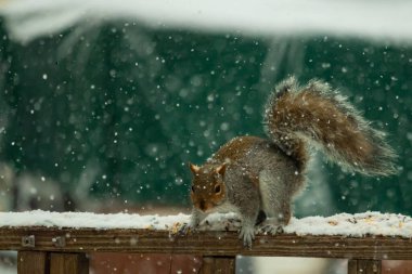 Sincap kar yağışı sırasında karla kaplı ahşap korkuluklara çömelir. Tüylü kuyruk bulanık, yeşil ve beyaz arka planda belirgin. Sincabın kürkü gri ve kahverengi renklerin karışımıyla detaylandırılmış..