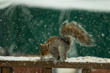 Sincap kar yağışı sırasında karla kaplı ahşap korkuluklara çömelir. Tüylü kuyruk bulanık, yeşil ve beyaz arka planda belirgin. Sincabın kürkü gri ve kahverengi renklerin karışımıyla detaylandırılmış..