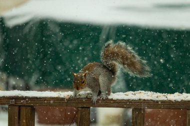 Sincap kar yağışı sırasında karla kaplı ahşap korkuluklara çömelir. Tüylü kuyruk bulanık, yeşil ve beyaz arka planda belirgin. Sincabın kürkü gri ve kahverengi renklerin karışımıyla detaylandırılmış..
