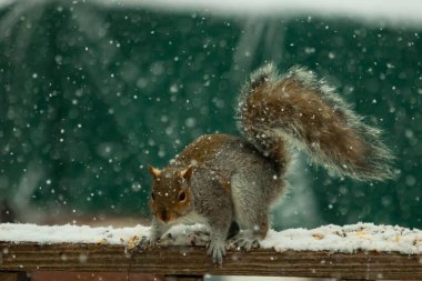 Sincap kar yağışı sırasında karla kaplı ahşap korkuluklara çömelir. Tüylü kuyruk bulanık, yeşil ve beyaz arka planda belirgin. Sincabın kürkü gri ve kahverengi renklerin karışımıyla detaylandırılmış..