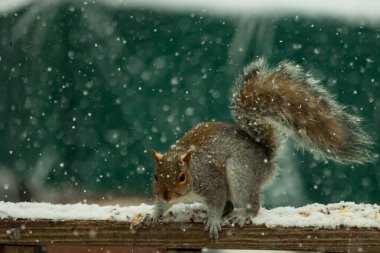 Sincap kar yağışı sırasında karla kaplı ahşap korkuluklara çömelir. Tüylü kuyruk bulanık, yeşil ve beyaz arka planda belirgin. Sincabın kürkü gri ve kahverengi renklerin karışımıyla detaylandırılmış..